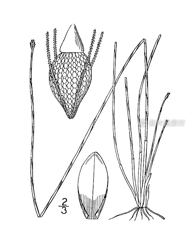 古植物学植物插图:Eleocharis tortilis, Twisted Spike rush